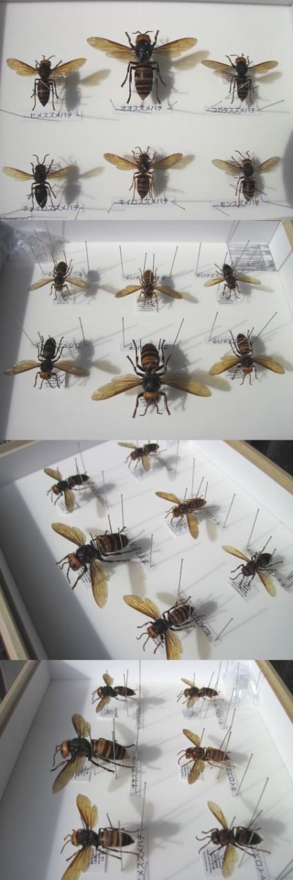 スズメバチ属 本州産 全6種の働き蜂 ドイツ型標本箱入り 展翅標本セット