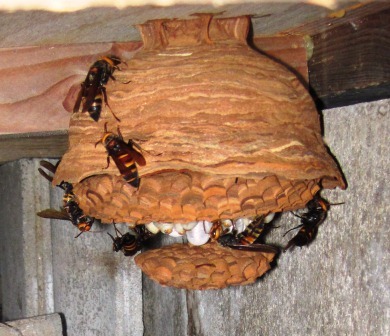 ヒメスズメバチの巣