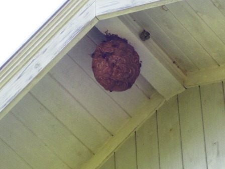 キイロスズメバチの巣