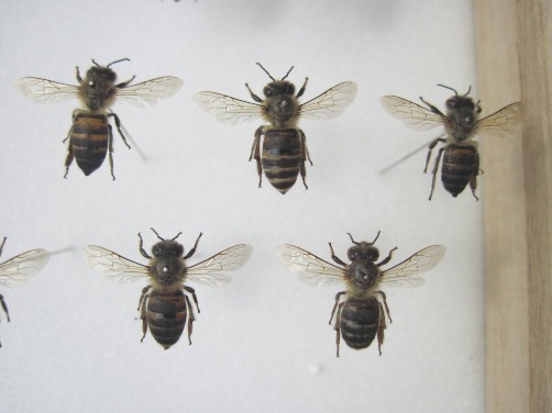 ニホンミツバチの標本
