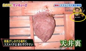 キイロスズメバチの巣