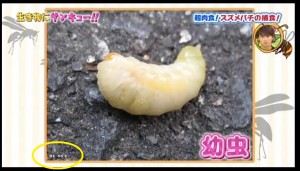 スズメバチの幼虫