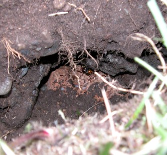 土の中から見つかったヒメスズメバチの巣