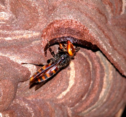 巣づくりを行う働き蜂