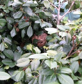 庭木の中に出来たコガタスズメバチの巣