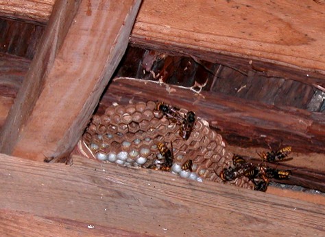 天井付近に営巣するモンスズメバチ