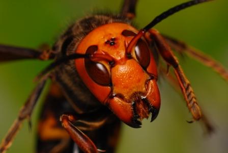 越冬から目覚め活動を始めたオオスズメバチの女王蜂