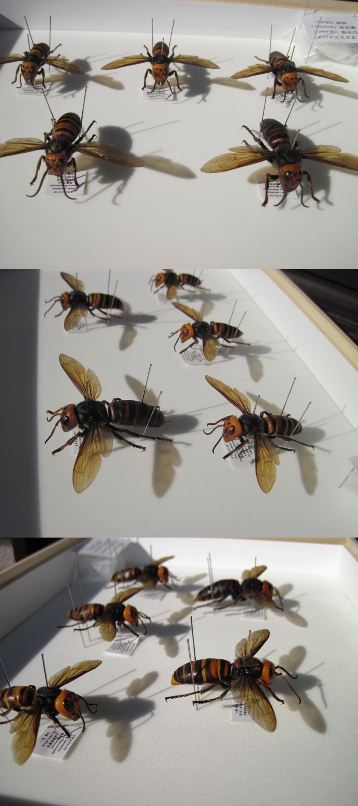 オオスズメバチの展翅標本セット