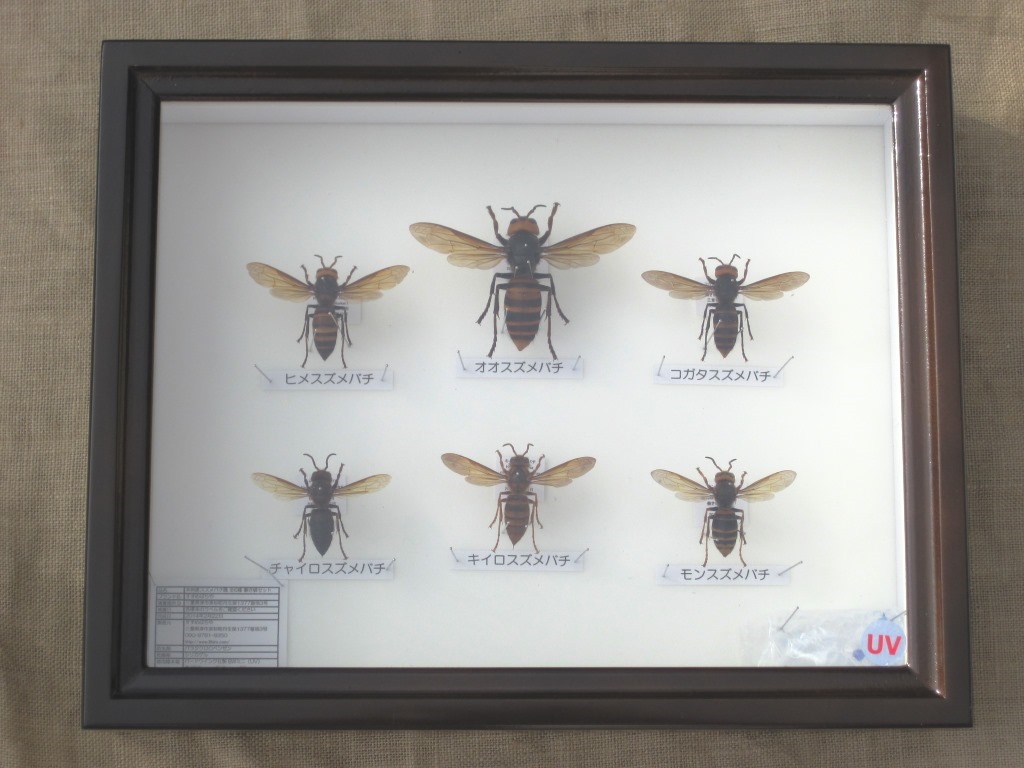 スズメバチ属 本州産 全6種の働き蜂 ドイツ型標本箱入り 展翅標本セット - ウインドウを閉じる