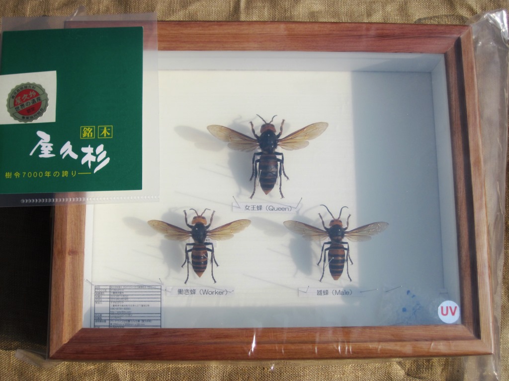 屋久杉材標本箱入 オオスズメバチ 女王蜂 働き蜂 雄蜂 展翅標本 『Japanese SAMURAI Hornet』 - ウインドウを閉じる