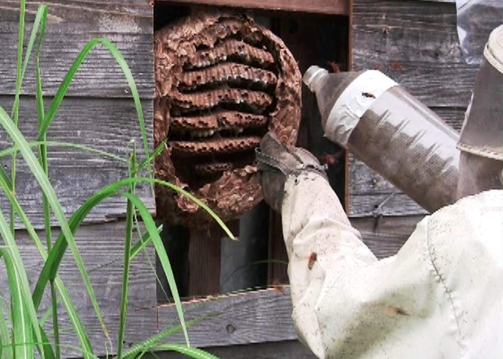 キイロスズメバチの巣の駆除（捕獲）動画 DVD版
