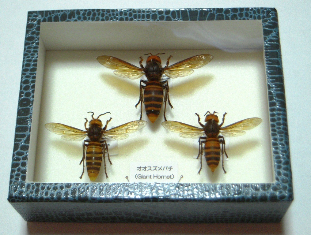 オオスズメバチの女王蜂、雄蜂、働き蜂 展翅標本セット